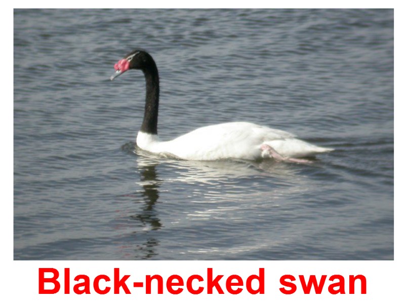 Black-necked swan